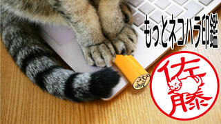 【ニュース】猫が文字の上でくつろぐ印鑑を「Makuake」で先行割引発売